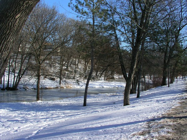 Winter Beauty
