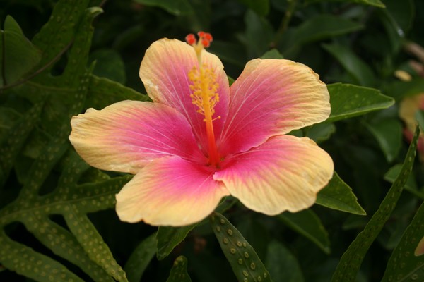 Natural Beauty