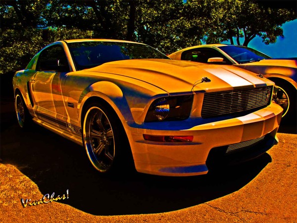 Ford Named My Mustang Shelby