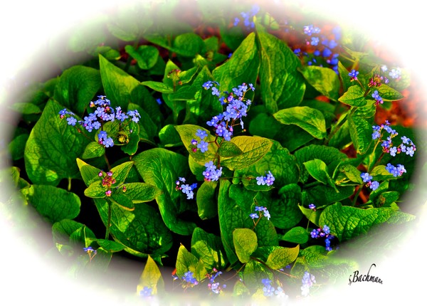 Do not forget me !