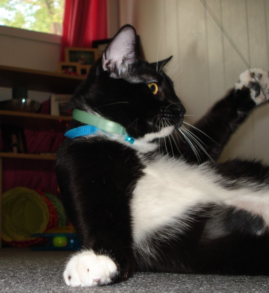 Pudgy Kitty