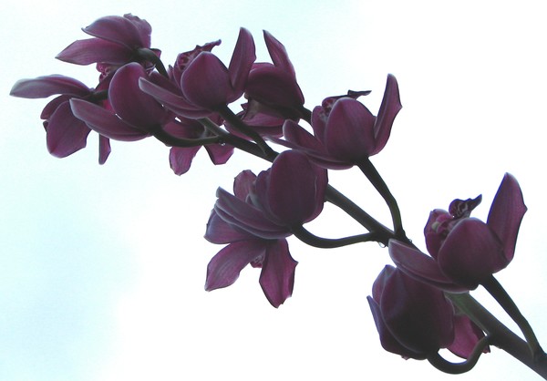 Orchids