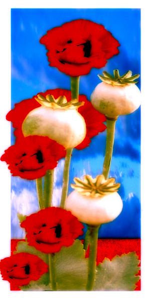 Poppies In A Field 