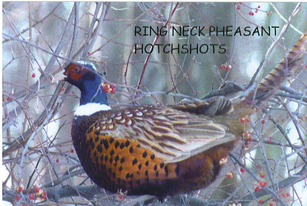 RING NECK PHEASANT