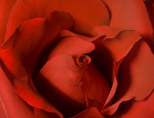 Red Heart