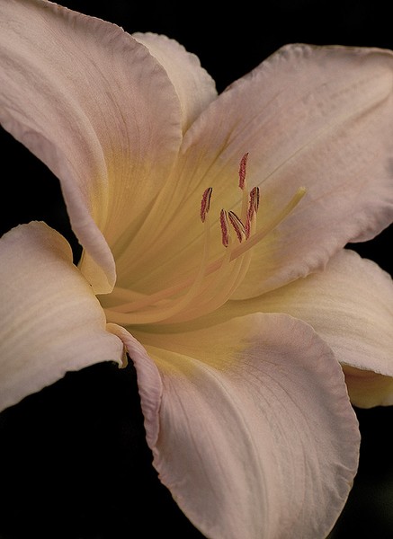 Day Lilly Star