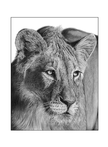 Lioness