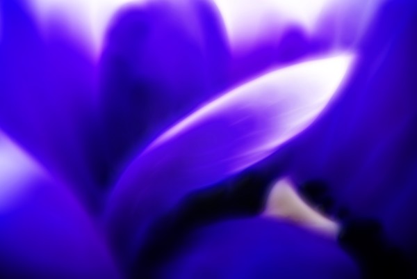 Petal Flame