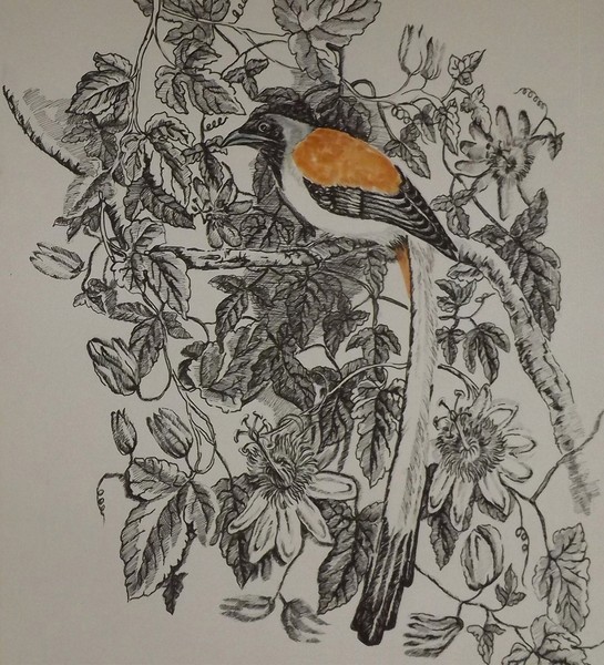 white bellied tree pie 2