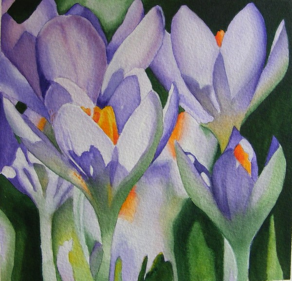 spring crocus
