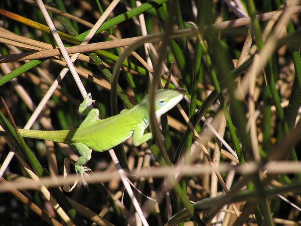 green lizard