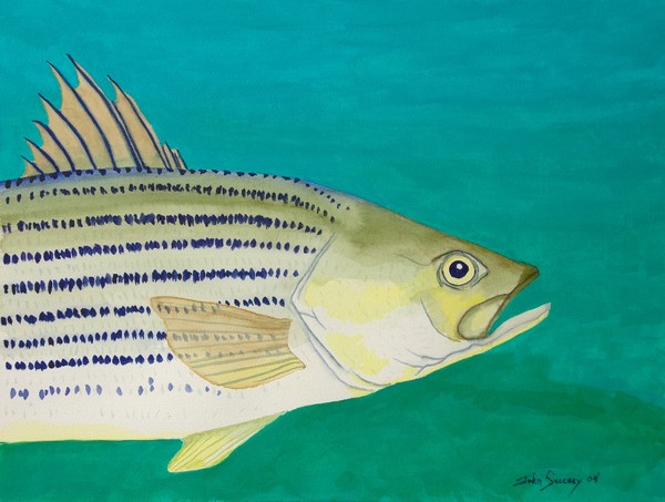Keeper Striper