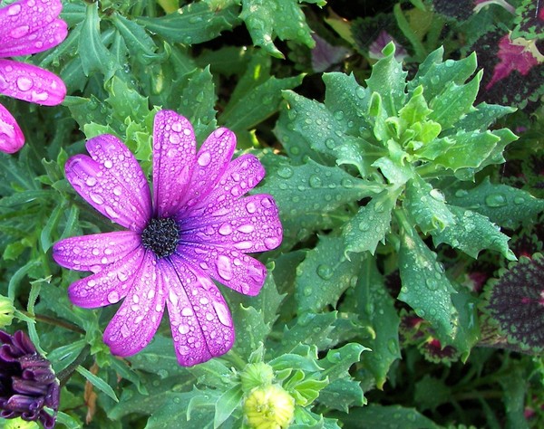 Morning Dew