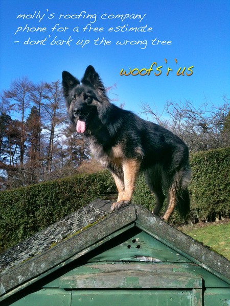 Molly's Roofing Co
