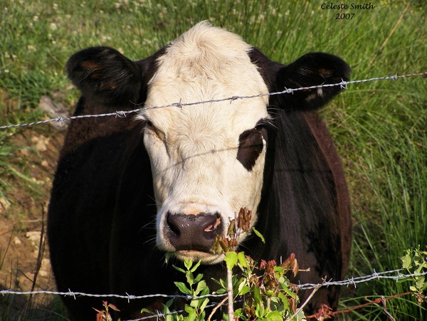 MOO COW!