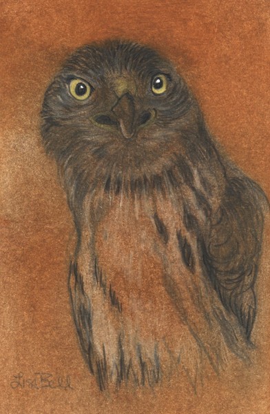 Hawk