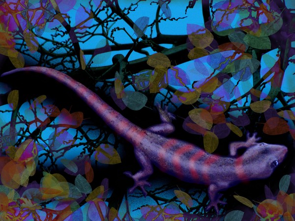 Spacey Gecko