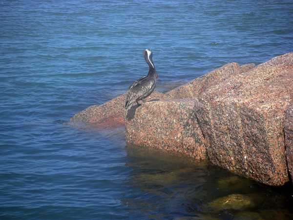Being One With The Gulf - Ignoring