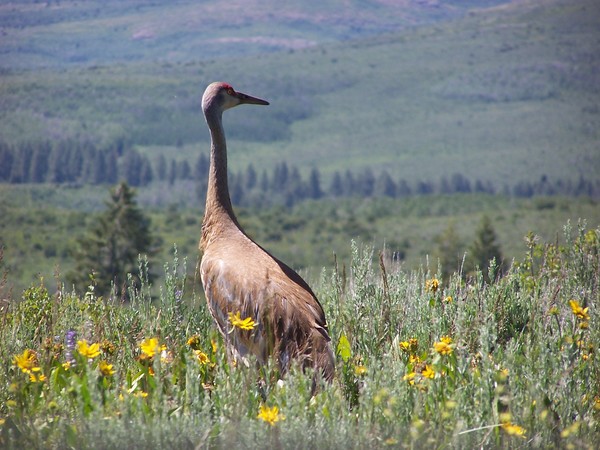 Crane in Wildflowers