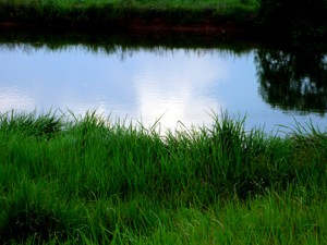 grassland