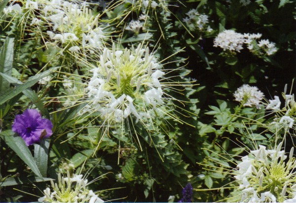 Spiney Bloom