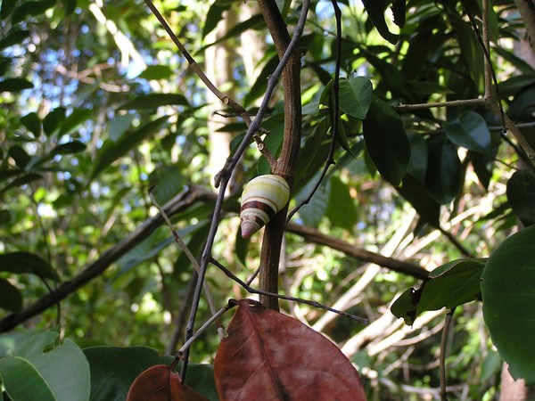 Tree Snail