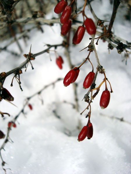 Winter Berries