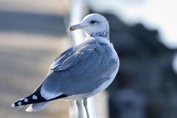 Pigeon