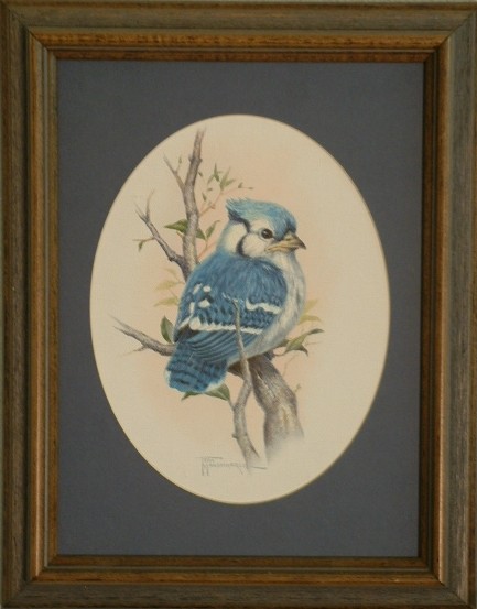 Bluejay Baby