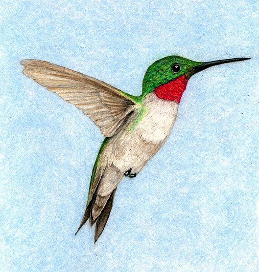 Ruby Throated Hummingbird