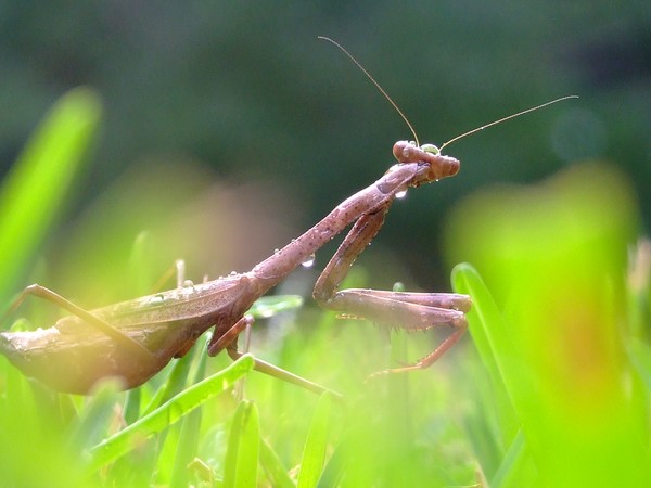 Preyingmantis