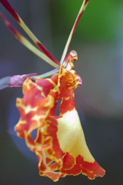 Orchid Lady
