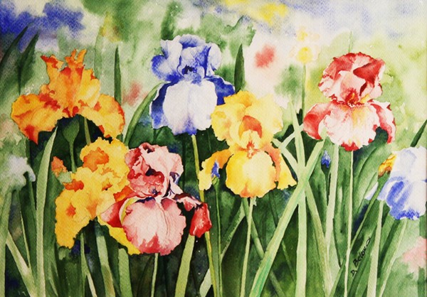 My Iris Garden