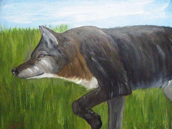 Coyote on the Hunt