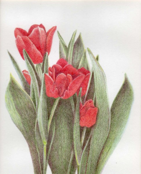 Tulips