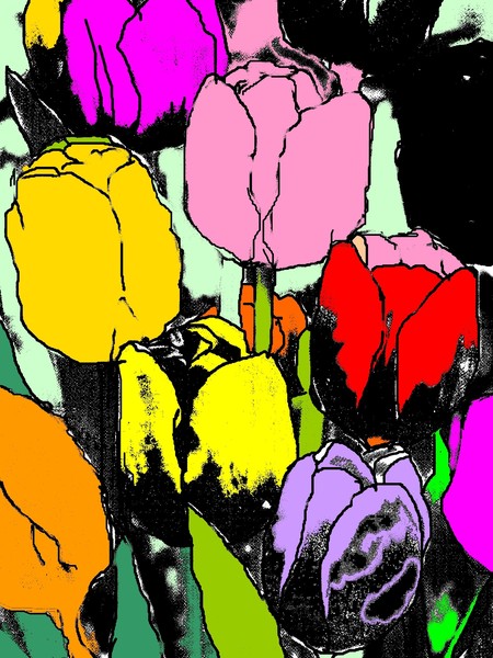 Pop Tulips