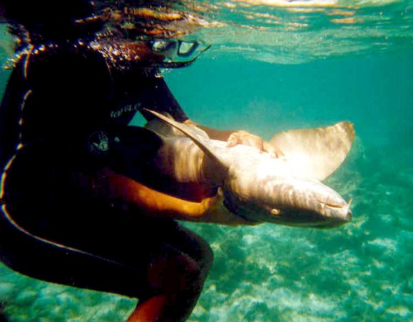 The Shark