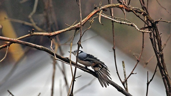White-breasted Nuthatch