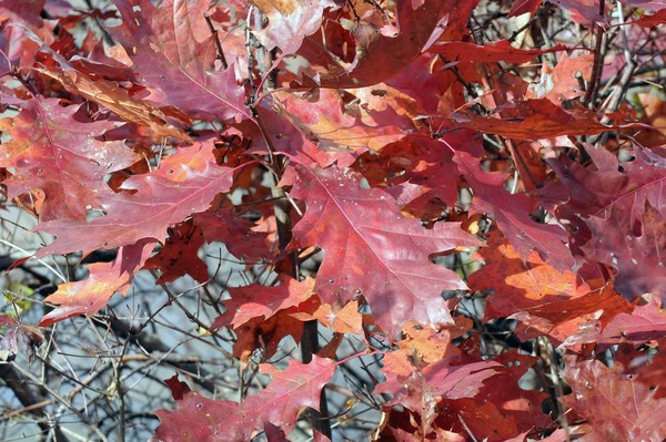 Late Fall Color