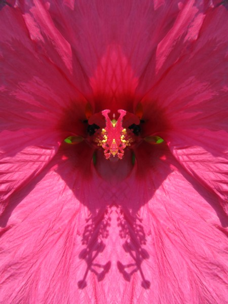 Hibiscus Mystery