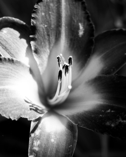 Flower Macro