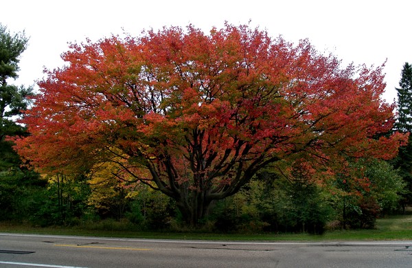 The  Memory Tree