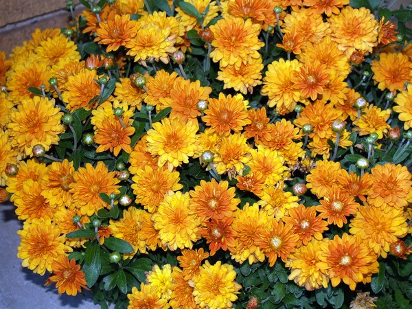 Orange Blossoms