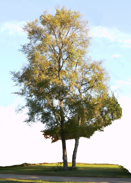 tree