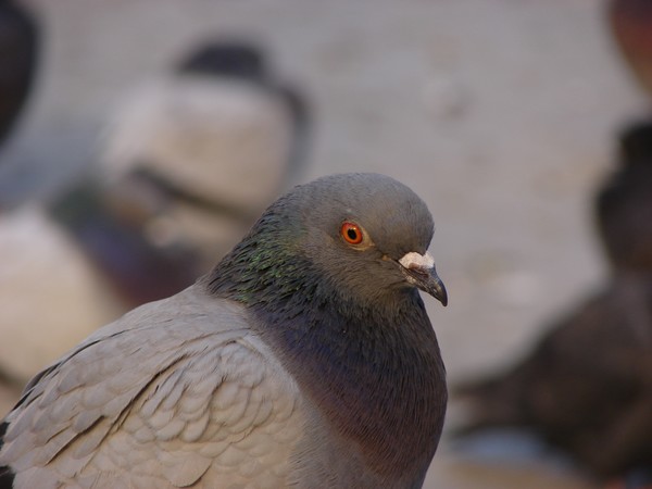 Eagle Eye of the Pigeon
