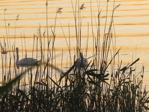 GRACEFUL SUNSET