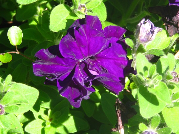 ..deep..colored floral..