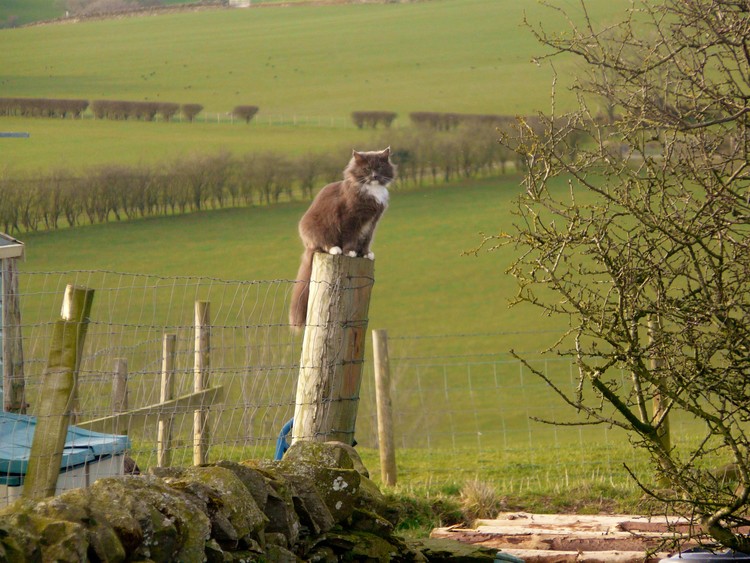 Cat on a Pole