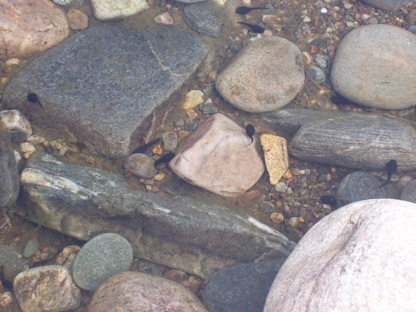 Tadpoles