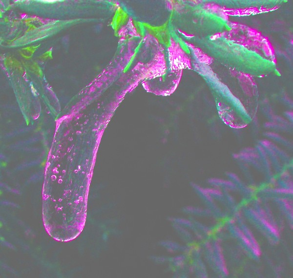 purple drop